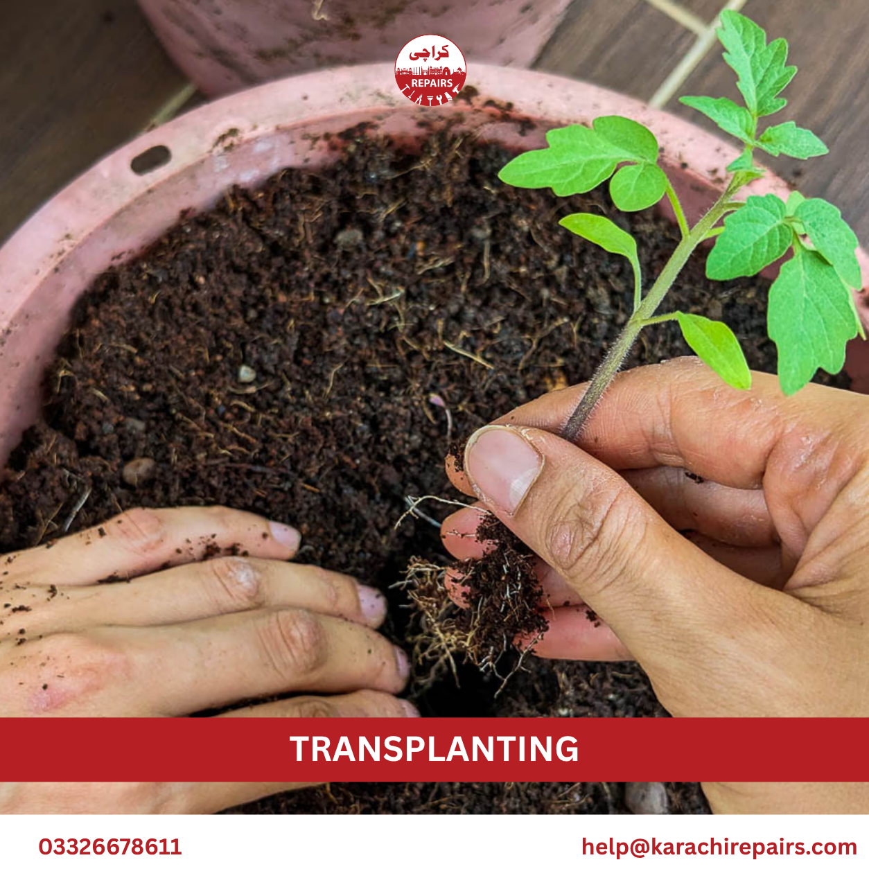 Plant and Tree Transplanting Service in Karachi